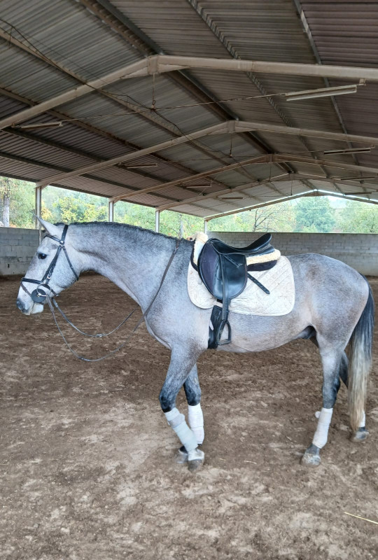 Vente de cheval : Sputnik